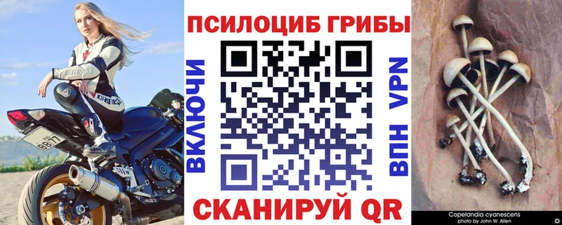 Галлюциногенные грибы Psilocybine cubensis Гаврилов Посад